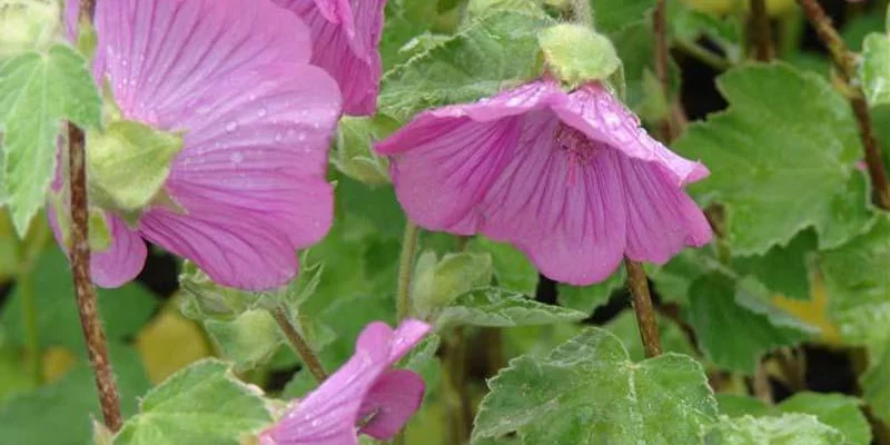 LAVATERA 'Bredon Springs'