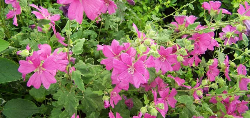 LAVATERA 'Bredon Springs'