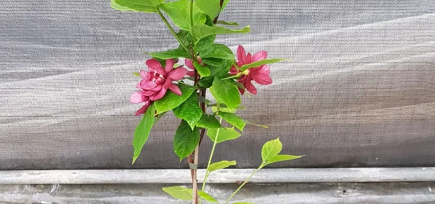 CALYCANTHUS HARTLAGE WINE - Arbres aux anémones