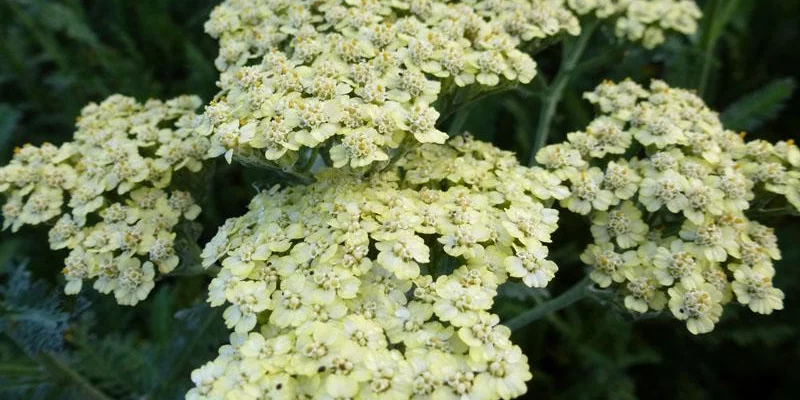 ACHILLEA millefolium 'Crème de la Crème' - Achillée vivace