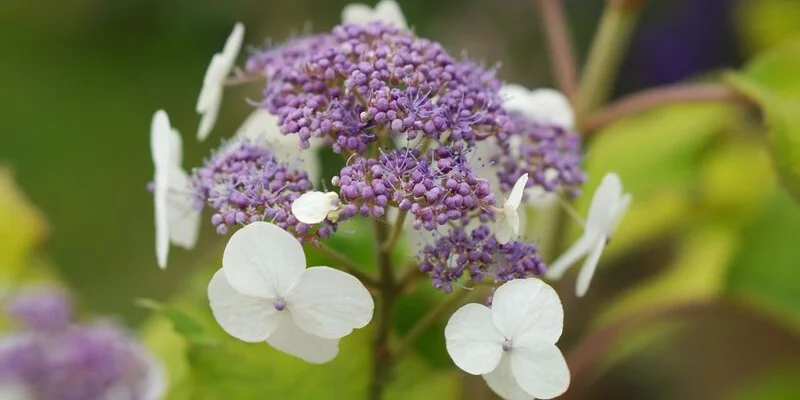 HYDRANGEA aspera 'Goldrush'® - Hortensia à feuillage doré