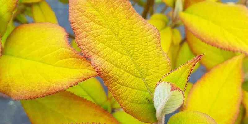 HYDRANGEA aspera 'Goldrush'® - Hortensia à feuillage doré