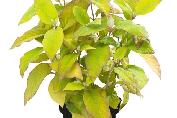 HYDRANGEA aspera 'Goldrush'® - Hortensia à feuillage doré