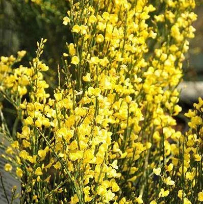 CYTISUS 'Allgold' - Genêt précoce 'Allgold'