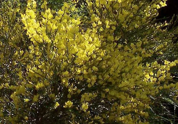 CYTISUS 'Allgold' - Genêt précoce 'Allgold'