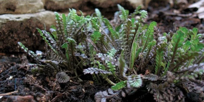 LEPTINELLA squalida 'Platt's Black'