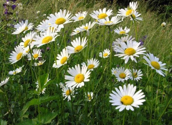 LEUCANTHEMUM vulgare - Maguerite
