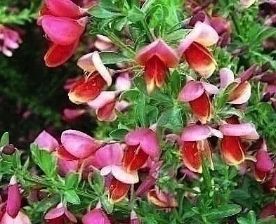 CYTISUS praecox 'Hollandia' - Genêt précoce 'Hollandia'