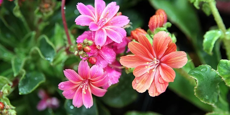 LEWISIA cotyledon