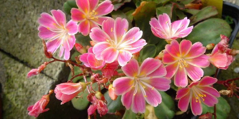 LEWISIA cotyledon