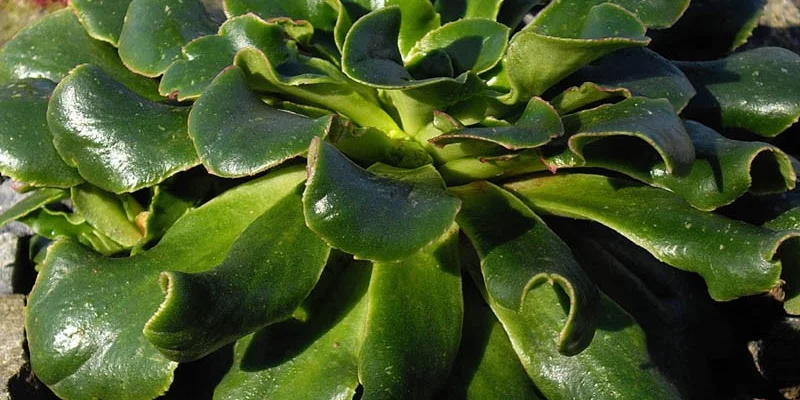 LEWISIA cotyledon