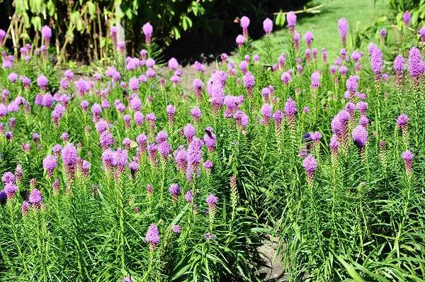 LIATRIS spicata - Liatride