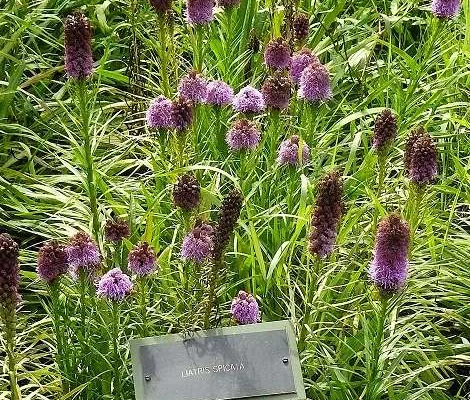 LIATRIS spicata - Liatride