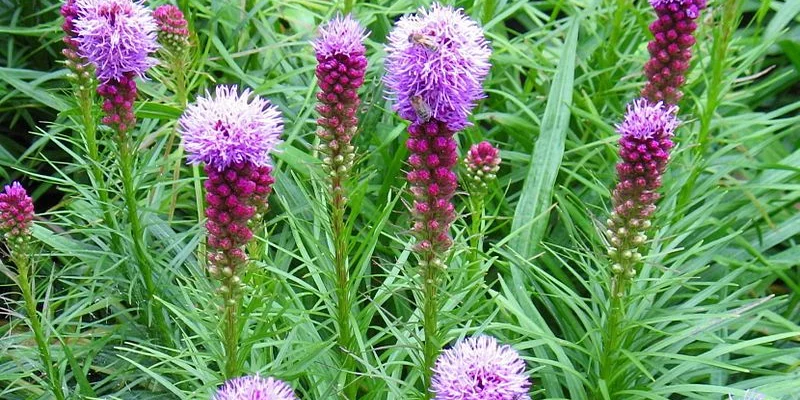 LIATRIS spicata - Liatride