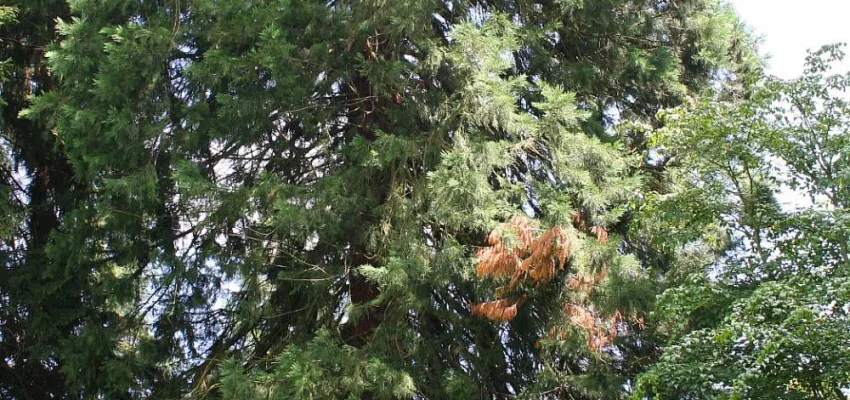 SEQUOIADENDRON giganteum 'Glaucum' - Séquoia géant