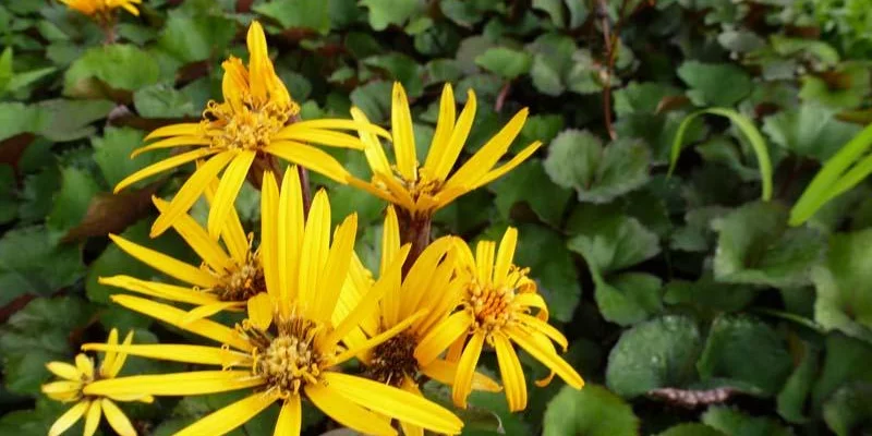 LIGULARIA dentata 'Othello' - Ligulaire