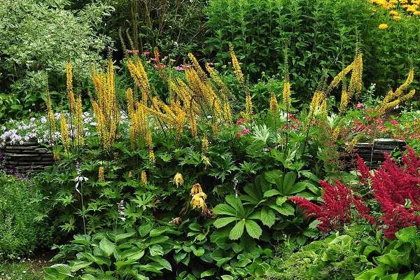 LIGULARIA 'Przewalskii' - Ligulaire