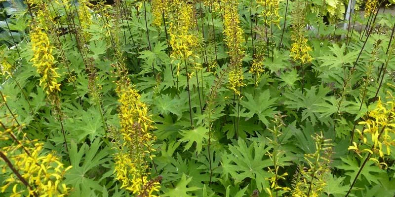 LIGULARIA 'Przewalskii' - Ligulaire