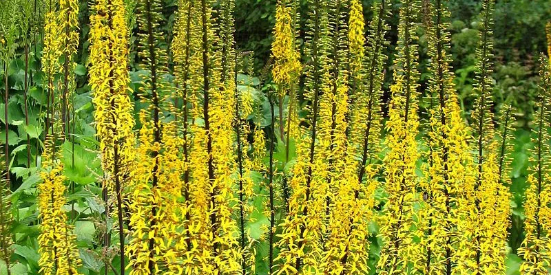 LIGULARIA 'Przewalskii' - Ligulaire