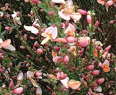 CYTISUS praecox 'Zeelandia' - Genêt précoce 'Zeelandia'