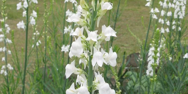 LINARIA purpurea 'Alba' - Linaire