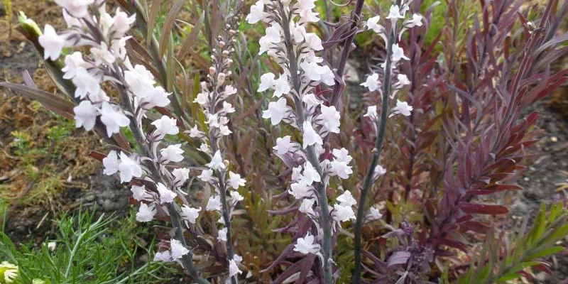 LINARIA purpurea 'Canon J Went'