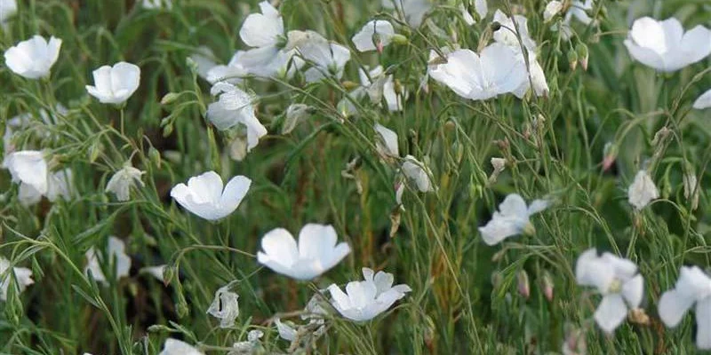 LINUM perenne 'Diamant'