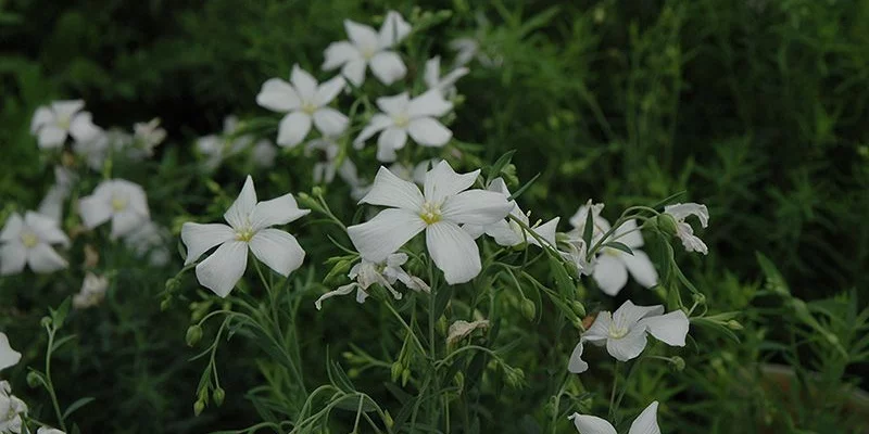 LINUM perenne 'Diamant'