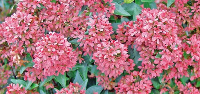 ABELIA grandiflora 'Raspberry Profusion'® - Abélia nain rose