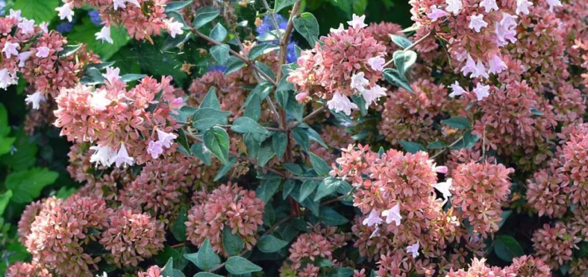 ABELIA grandiflora 'Raspberry Profusion'® - Abélia nain rose