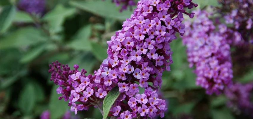 BUDDLEJA davidii 'Flutterby Lavender' ® - Arbre aux papillons