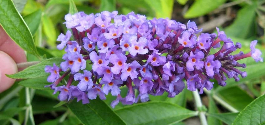 BUDDLEJA davidii 'Flutterby Peace' ® - Arbre aux papillons nain