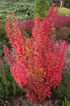 BERBERIS thunbergii 'Pow Wow' - Epine vinette de Thunberg