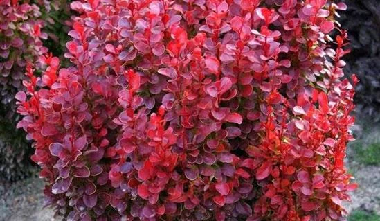 BERBERIS thunbergii 'Red Tower'® - Epine vinette