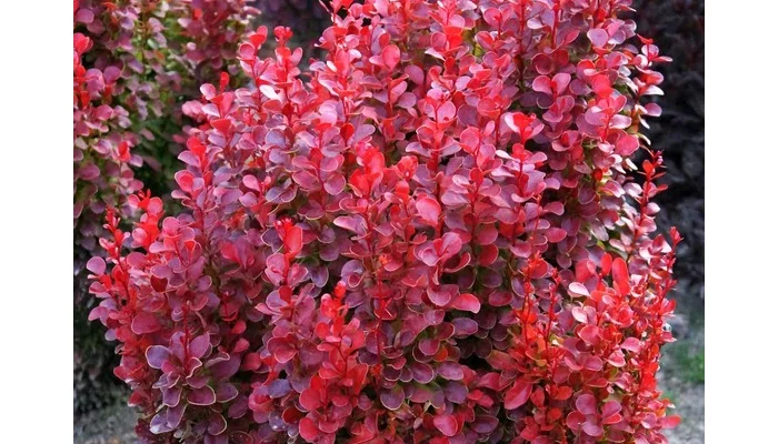 BERBERIS thunbergii 'Red Tower'® - Epine vinette