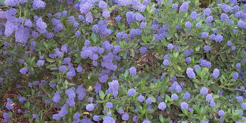 CEANOTHUS 'Julia Phelpe' - Céanothe, Lilas de Californie