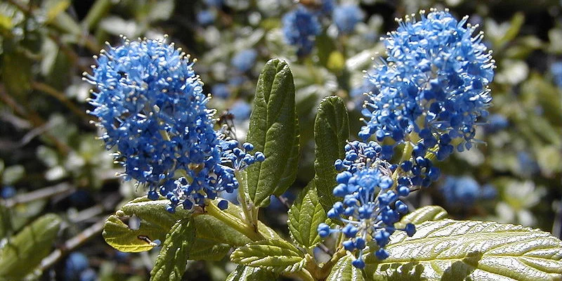 CEANOTHUS 'Julia Phelpe' - Céanothe, Lilas de Californie