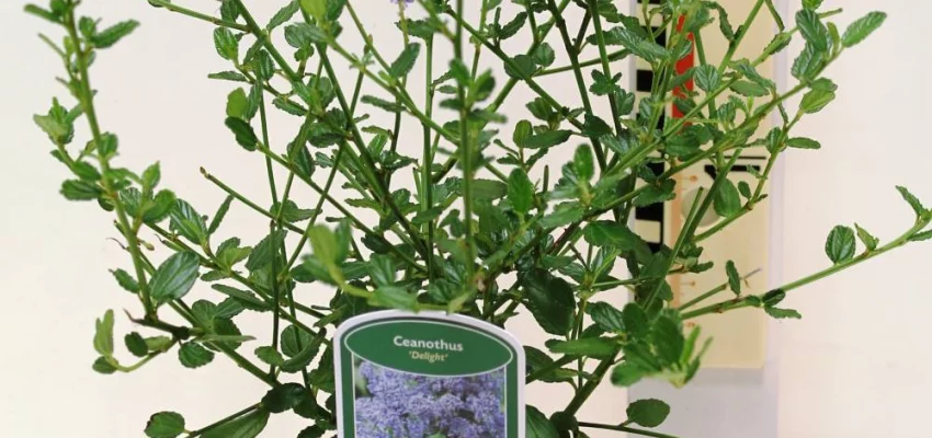 CEANOTHUS 'Delight' - Céanothe