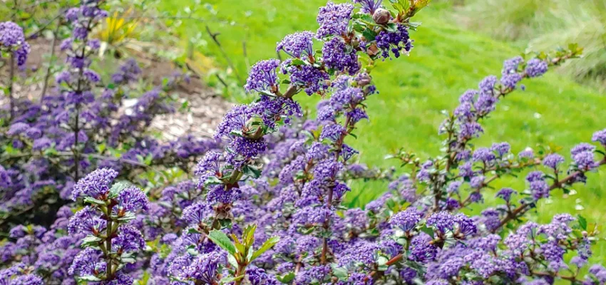 CEANOTHUS 'Emily Brown' - Céanothe, Lilas de Californie