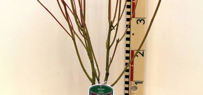 CORNUS sericea 'Cardinal' - Cornouiller blanc