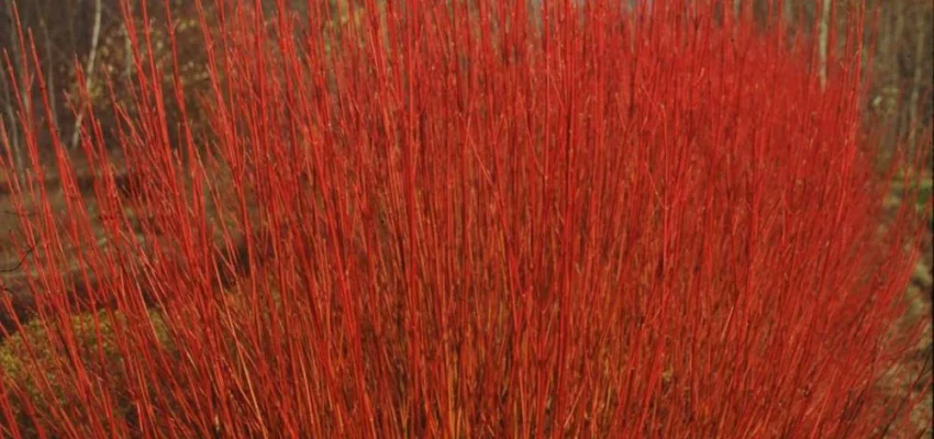 CORNUS sericea 'Cardinal' - Cornouiller stolonifère