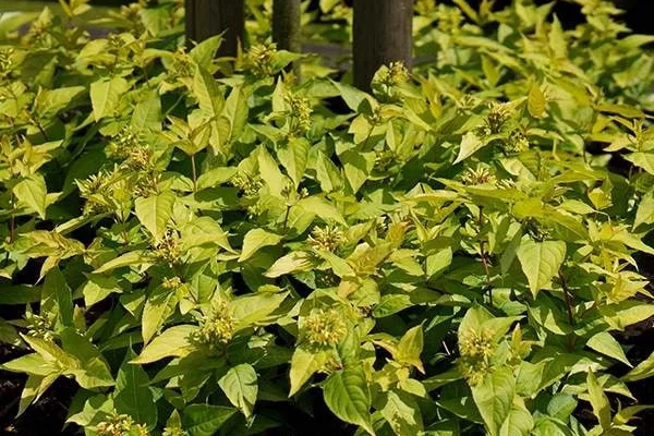 DIERVILLA rivularis 'Honeybee' ®('Diwibru01' ®) - Diervillé