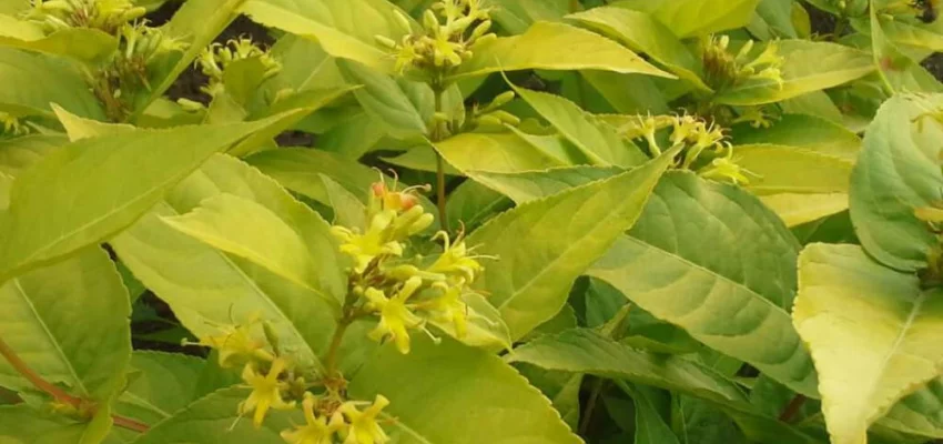 DIERVILLA rivularis 'Honeybee' ®('Diwibru01' ®) - Diervillé