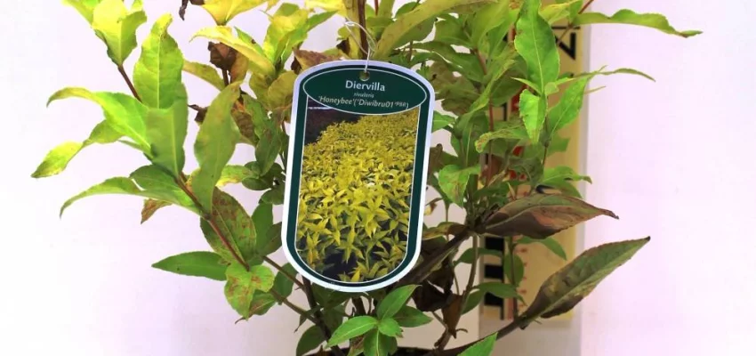 DIERVILLA rivularis 'Honeybee' ®('Diwibru01' ®) - Diervillé