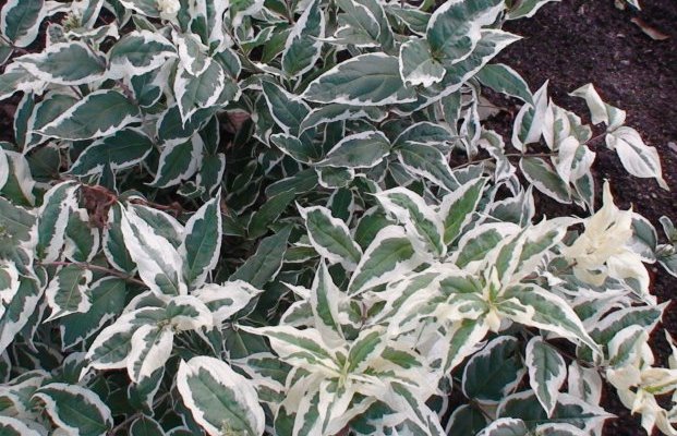 DIERVILLA sessilifolia 'Variegata' - Diervillé