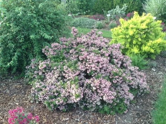 ESCALLONIA 'Showstopper' ® (Pmoore20 ®')