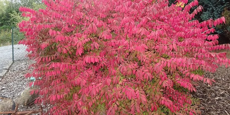 EUONYMUS alatus 'Blade Runner' - Fusain ailé