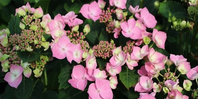 Hydrangea macrophyla 'Messelina' - Hortensia