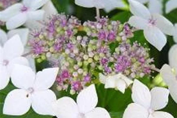 Hydrangea macrophylla 'Teller Snow' - Hortensia