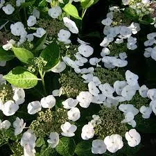 Hydrangea macrophylla 'Teller Snow' - Hortensia